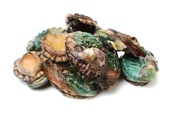 Raw abalones on the white background 