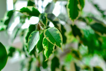 Plants background. Indoor plants close-up, beautiful natural green background. Green leaves. Houseplants