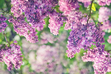 Spring flowering lilac in the garden. natural spring background.