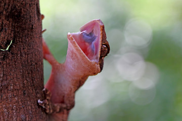 giant ring tailed gecko, irianjayaensis lizard