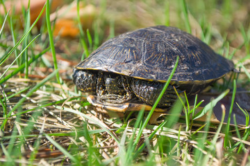 European pond terrapin in green grass.