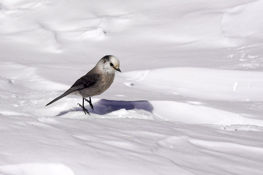 Gray Jay
