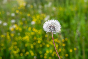 Dandelion with white head of seeds in the green field background