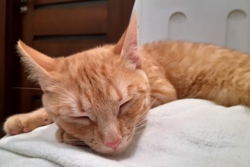 Cute, ginger red cat. Close-up of a redhead kitten sleping on a fluffy blanket. Selective focus.