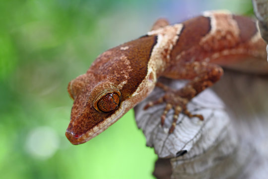 giant ring tailed gecko, irianjayaensis lizard