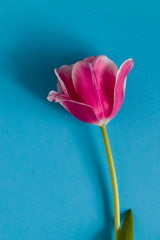 One Pink Tulip on a blue background.