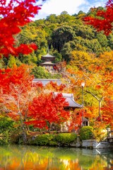 永観堂のもみじ(紅葉) / 秋 の風景 maple tree /Autumn / kyoto travel