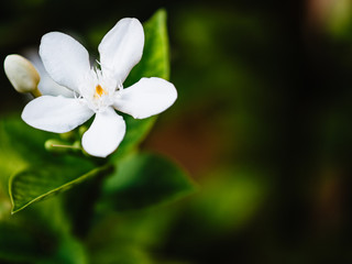 white jasmine flowers blooming and sunlight in garden.