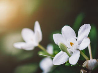 white jasmine flowers blooming and sunlight in garden.