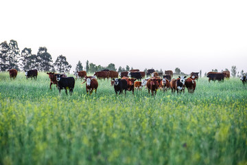 Cattle in Pampas landscape at dusk, Patagonia, Argentina