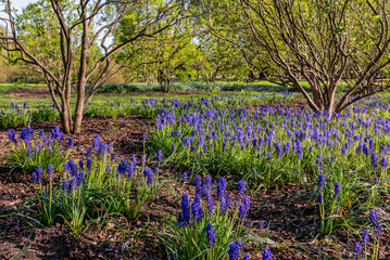 Fototapeta premium Muscari flowers, Muscari armeniacum, grape hyacinth blue spring flowers in park greenery on natural background