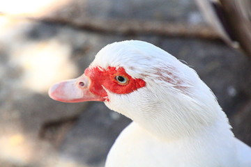 white duck with red mask