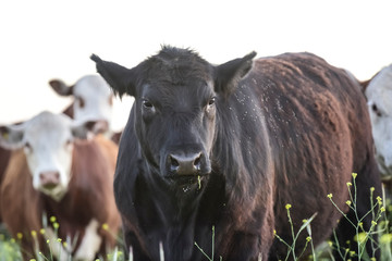 Cattle in Pampas landscape at dusk, Patagonia, Argentina