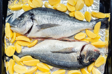 Oven-tray pan with pair of raw fresh mediterranean dorado fish and potato chips side dish garnish prepared for baking. Homemade european cuisine.Delicious gourmet seafood meal