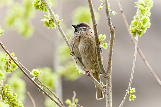 Eurasian tree sparrow bird