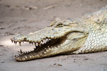 A crocodile basks in the heat of Gambia