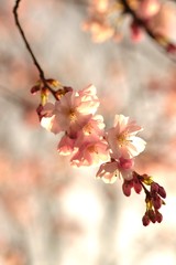 La saison du Printemps à Paris