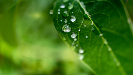 Water drops on green leaf background