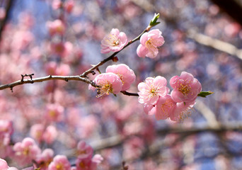 Obraz premium Prunus mume 'Peggy Clarke' Japanese apricot