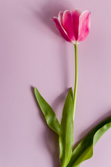 One Pink Tulip on a pink background. Close- up, top view, copy space.