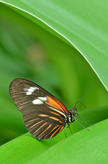 Close-up of a Postman (Heliconius melpomene) butterfly perched in leaves