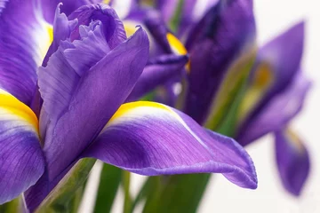 Stoff pro Meter schöne dunkelviolette Irisblume auf weißem Hintergrund © Viktor
