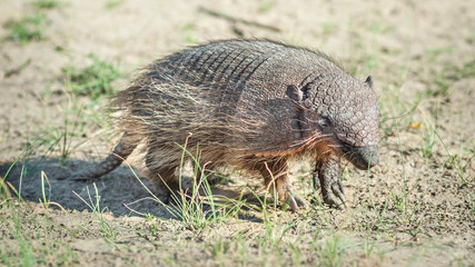 Armadillo in Peninsula Valdes, Patagonia, Argentina