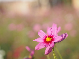 Obraz premium Pink Sulfur Cosmos, Mexican Aster flowers are blooming beautifully in the garden, blurred of nature background