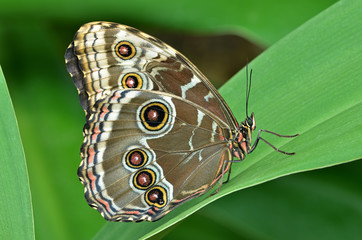 Common blue Morpho butterfly, (Morpho peleides), perched on leaf