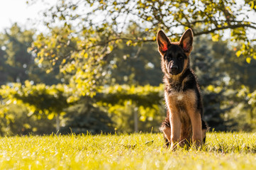 A german shepherd puppy sitting on the grass of a backyard