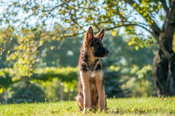 A german shepherd puppy sitting on the grass of a backyard
