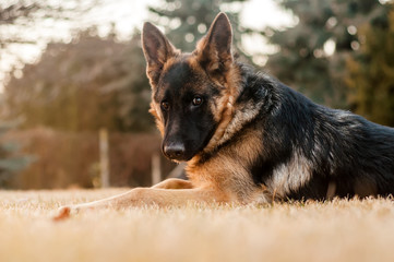 A junior german shepherd dog resting in a backyard
