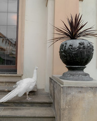 peacock on wall