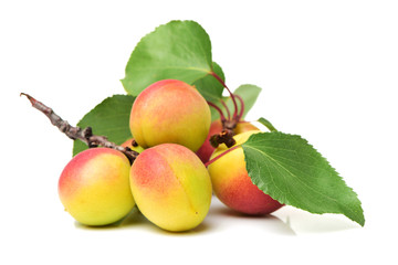 ripe yellow apricot with leaves isolated on white background