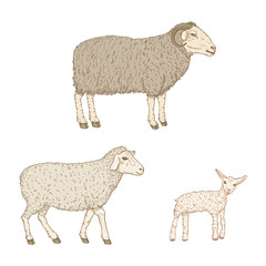Vector Set of Cartoon Ram, Sheep and Lamp
