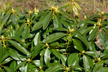 rhododendron buds in garden, close-up of the leaves and buds of a rhododendron gomer waterer plant in march