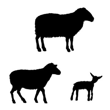 Vector Set of Sheep Illuatrations