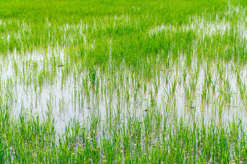 Beautiful green rice sapling fields. Grown with abundant water resources in rural of Thailand.