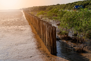 Wide view and copy space. The wall bamboo along the coast on clay. And plantation mangrove tree growing with flare of the sun. During in evening.