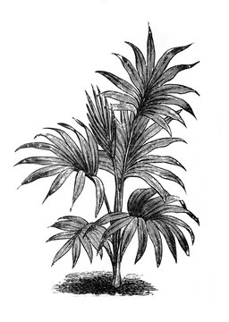 Palm kentia canterburyana / Antique illustration from Brockhaus Konversations-Lexikon 1908
