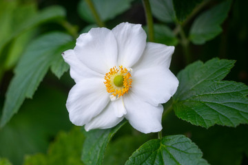 France.  Somme. Anémone japonaises. japanese anemone