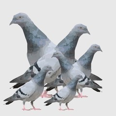 Illustration of a collection of pigeons in grayish blue. Very suitable to be used as wallpaper or poster