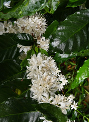 Coffee tree blossom with white color flowers