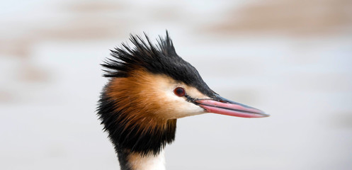 beautiful macro portrait of a great crested grebe in nature