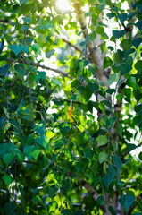 Beautiful green birch leaves background