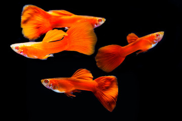 full red guppies