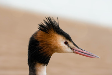 beautiful macro portrait of a great crested grebe in nature