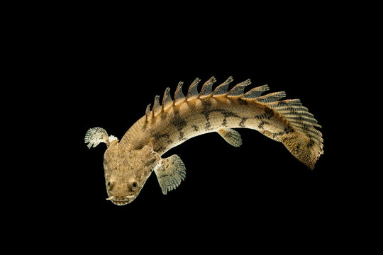 Polypterus endlicheri-Bichir fish, a species of freshwater fish in the bichir family (Polypteridae) of order Polypteriformes