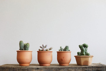 Cactus plants in brown clay pot line up horizontal on wooden with white wall