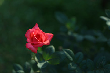 Delicate Red rose blooming with green scenery